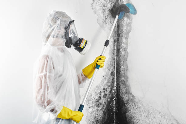 Mold Removal for HVAC Installations in Brentwood, NY