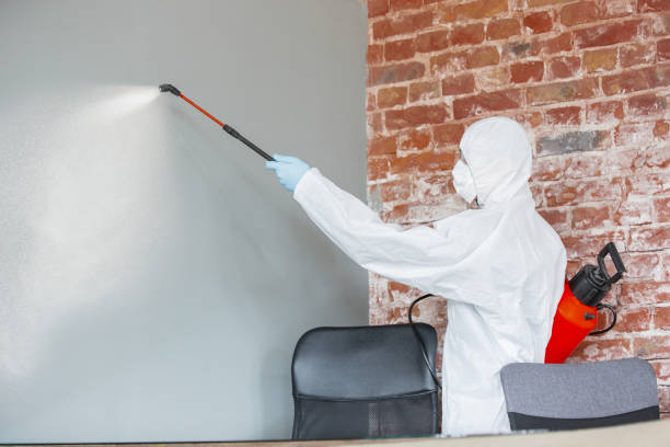 Brentwood, NY Mold Removal Company