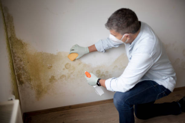 Best Mold Odor Removal Services  in Brentwood, NY