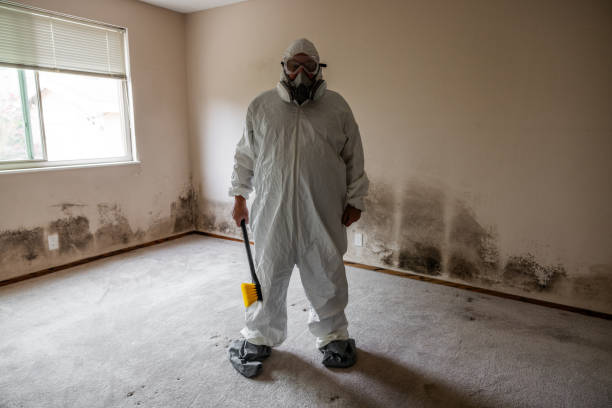 Best Basement Mold Removal  in Brentwood, NY